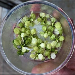 Anubias snow white in vitro cup
