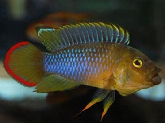 Apistogramma nijsseni   Dwergcichlide ML
