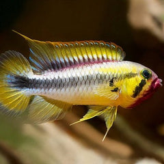 Apistogramma wilhelmi ML