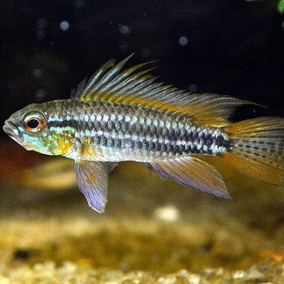 Apistogramma bitaeniata M (WV)