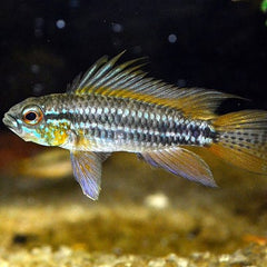 Apistogramma bitaeniata M (WV)