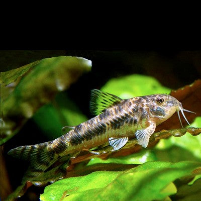 Aspidoras spilotus   Pantsermeerval M