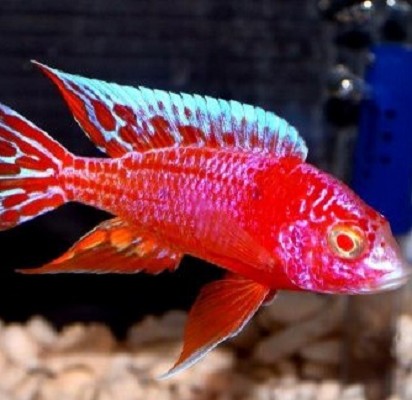 Aulonocara strawberry albino 8 cm