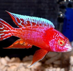 Aulonocara strawberry albino 8 cm