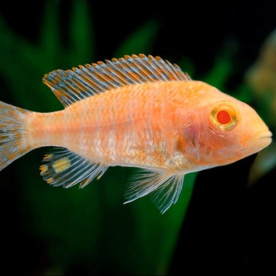 Aul.nyassae fire fish albino 6-8 cm