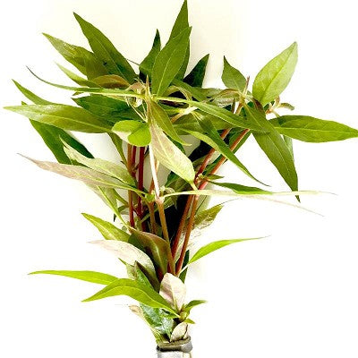 Alt.rosaefolia bundel