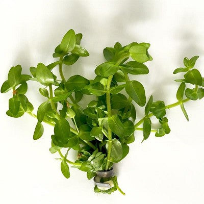 Bacopa caroliniana bundel