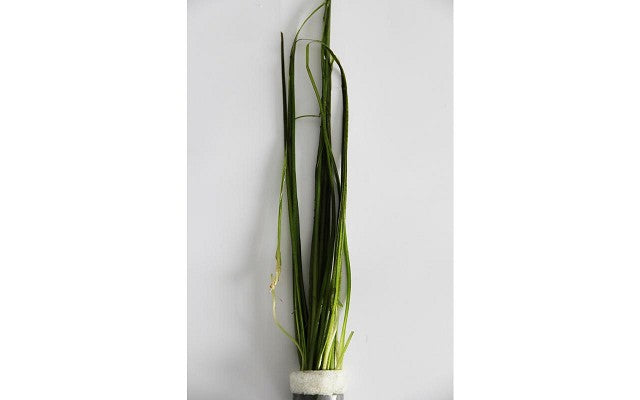 Vallisneria natans in bundels