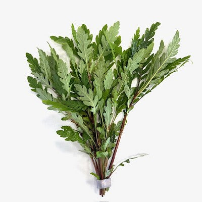 Hygrophila pinnatifida in bundel