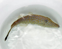 Aluterus scriptus