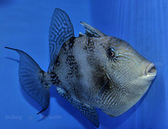 Balistes capriscus