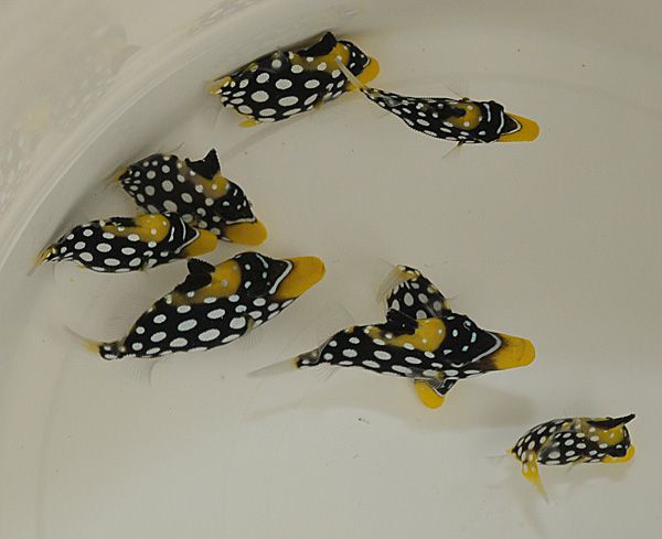 Balistoides conspicillum