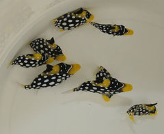 Balistoides conspicillum