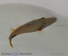 Balistapus undulatus