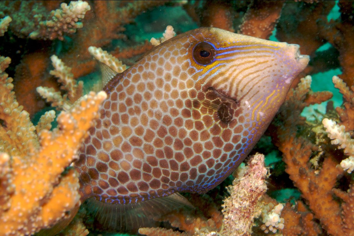 Cantherhines pardalis