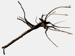 BLACK SPIDERWOOD