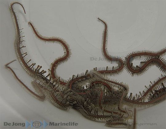 Ophiomastix annulosa