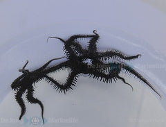 Ophiocoma spp.