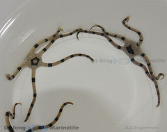 Ophiolepis superba