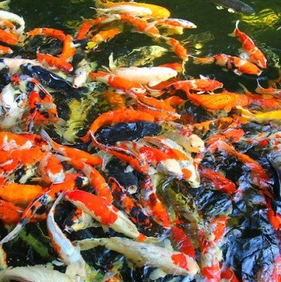 Cyprinus carpio   Bangkok koi A 10-12