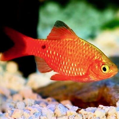 Barbus conchonius super red L