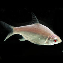 Barbus schwanenfeldi albino 5-6 cm