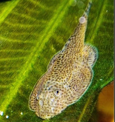 Beaufortia leveretti    Chin.butt.plec M