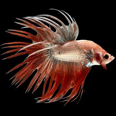 Betta man Crowntail mix XL