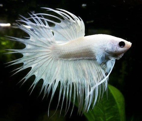 Betta splendens elephant ear platinum XL