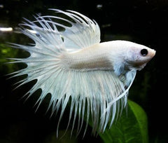 Betta splendens elephant ear platinum XL