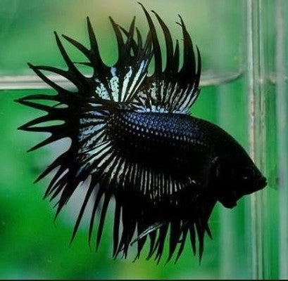 Betta splendens   Black crowntail XL