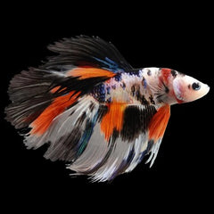 Betta man Halfmoon koi XL @