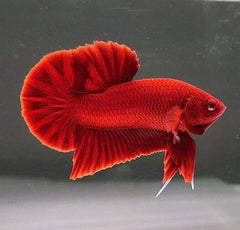 Betta splendens   Betta plakat super red