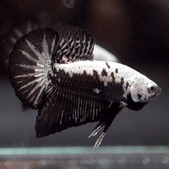 Betta splendens black samurai plakat M