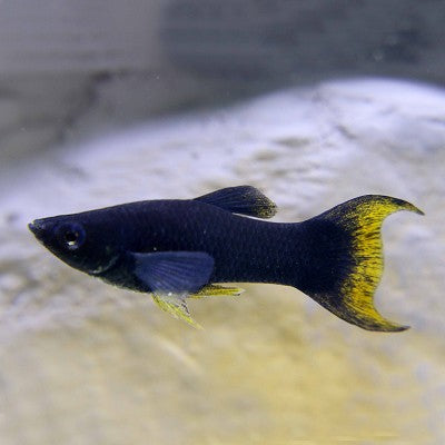Poec.sphenops Black molly lierstaart M
