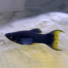 Poec.sphenops Black molly lierstaart M