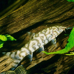Botia lohachata   Netbotia SM