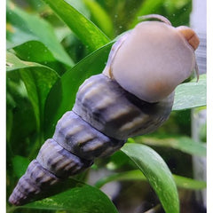 Brotia Herculea   White Hercules snail
