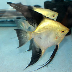 Pt.scalare sp. Bulgarian sealpoint SM