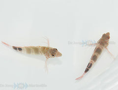 Amblycirrhitus pinos