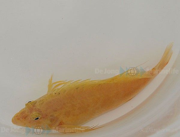 Cirrhitichthys aureus