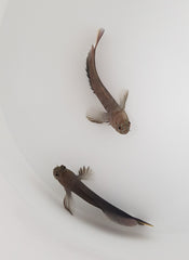 Cirripectes castaneus