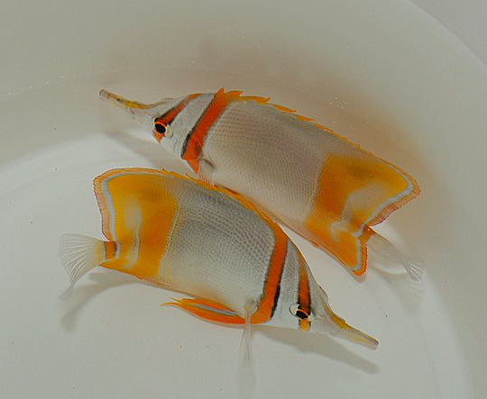 Chelmon marginalis