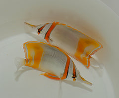 Chelmon marginalis
