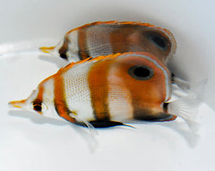 Chelmon muelleri