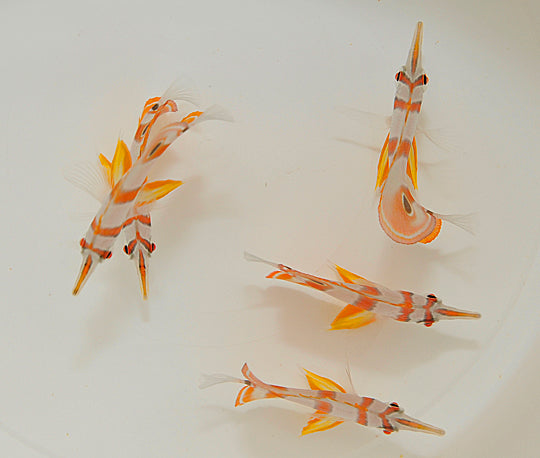 Chelmon rostratus