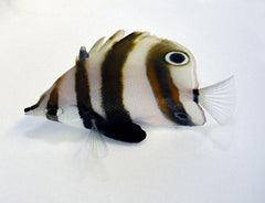 Coradion melanopus