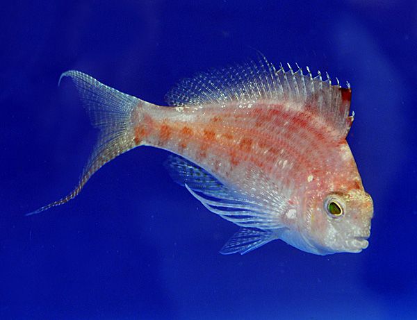 Cyprinocirrhites polyactis