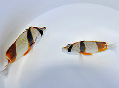 Chaetodon robustus