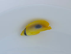 Chaetodon speculum